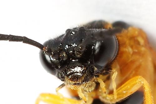 Selandria serva