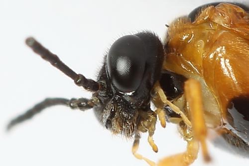 Selandria serva