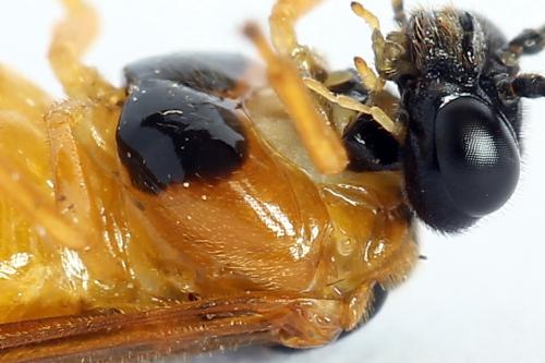 Selandria serva