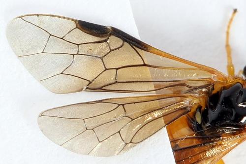 Selandria serva