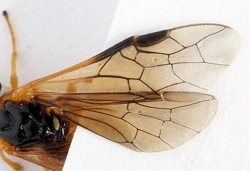 Selandria serva