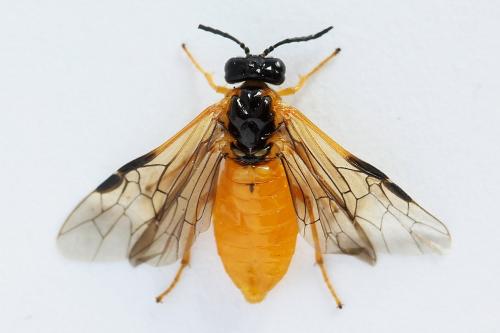 Selandria serva