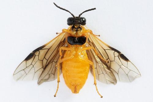 Selandria serva