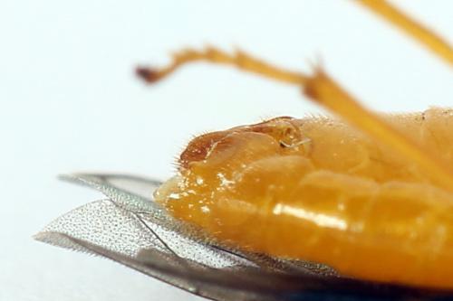Selandria serva