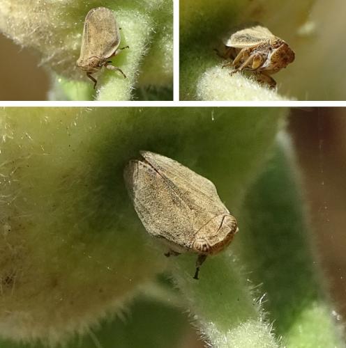 Agalmatium sp.