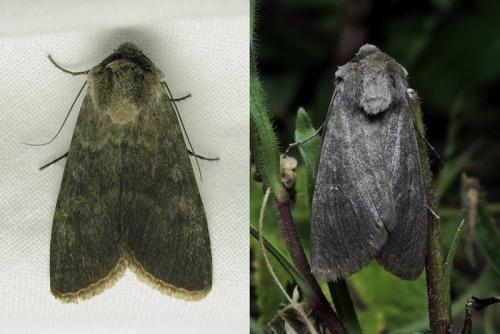 Rhyacia helvetina