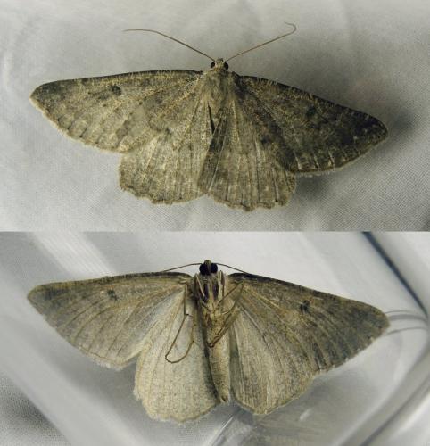 Réf. 237 812 : Gnophos obfuscata