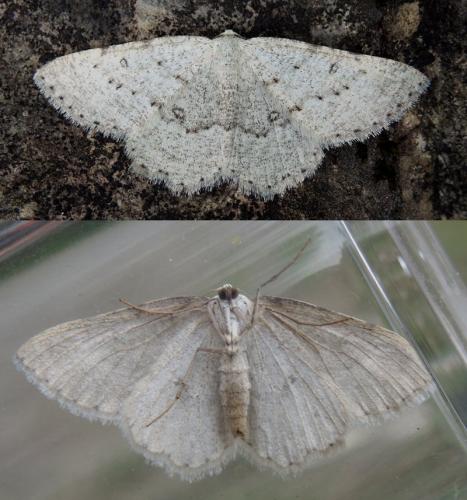 Elophos dilucidaria
