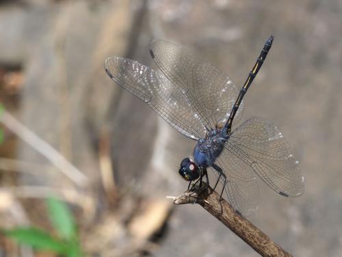 Trithemis sp.