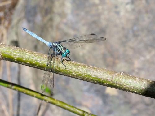 Orthetrum sp.
