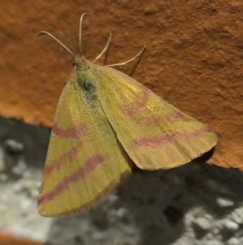 Réf. 237 604 : Lythria purpuraria
