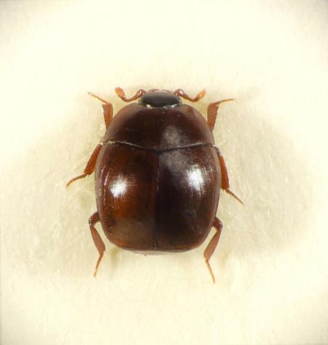 Réf. 237 115 : Myrmetes paykulli