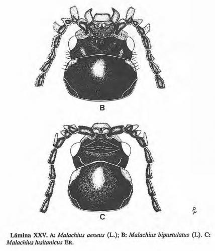 Malachius divers