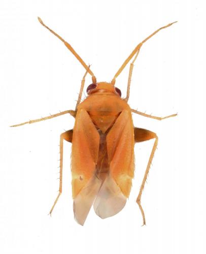 Réf. 237 557 : Juniperia rubescens