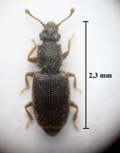 Monotoma picipes