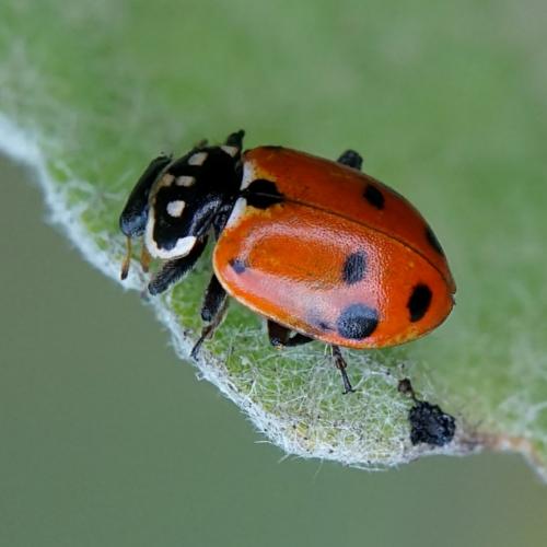 Hippodamia variegata