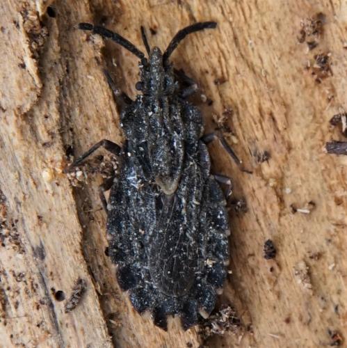 Réf. 237 798 : Aradus sp.