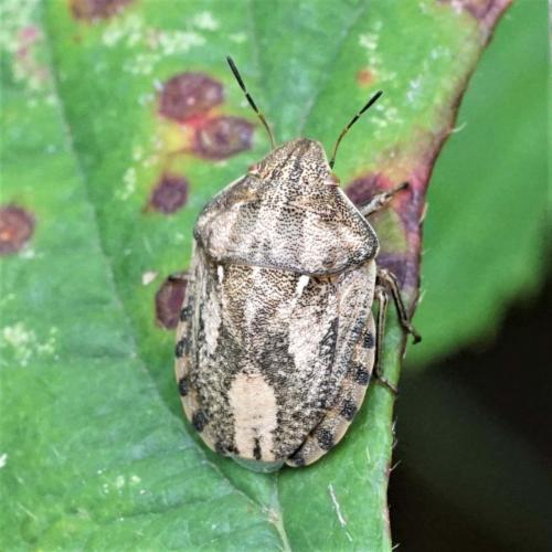 Réf. 237 347 : Eurygaster maura