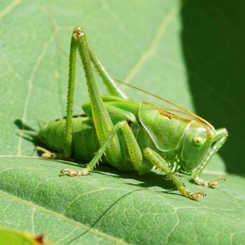 Réf. 237 459 : Tettigonia viridissima