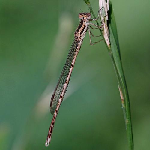 Réf. 237 166 : Sympecma fusca