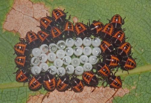 Halyomorpha halys