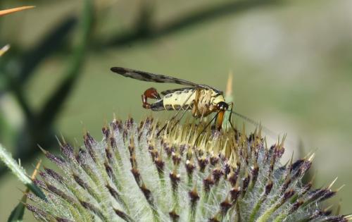 Panorpa vulgaris