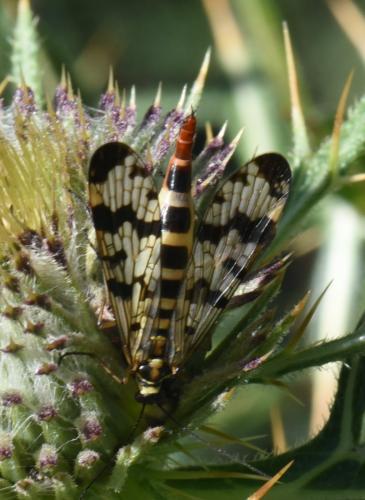 Panorpa vulgaris