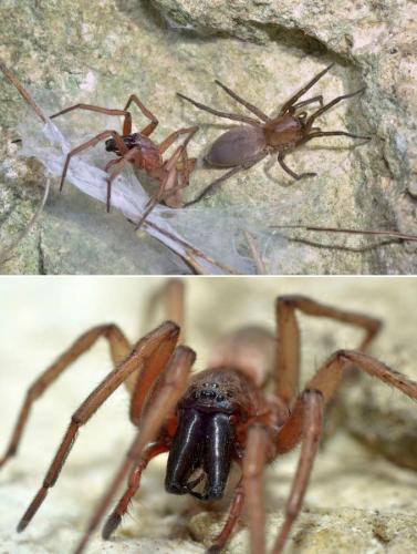 Drassodes sp.