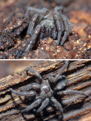 Scotophaeus sp.