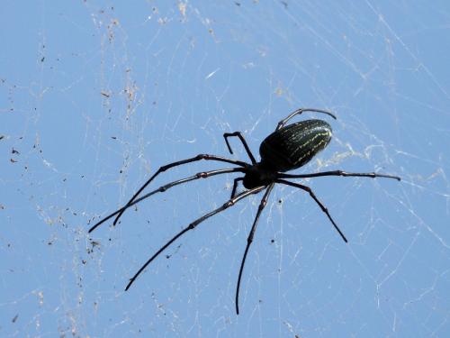 Réf. 237 955 : Nephila constricta