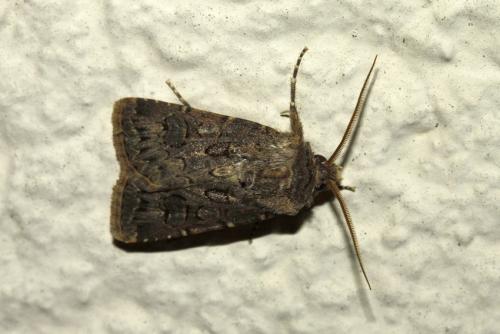 Réf. 237 551 : Agrotis bigramma