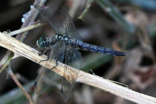 Orthetrum sp.