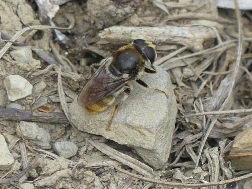 Réf. 237 379 : Merodon sp.