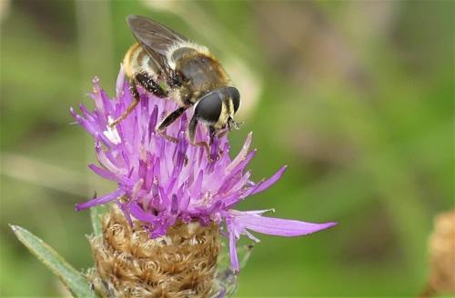 Réf. 237 409 : Merodon sp.