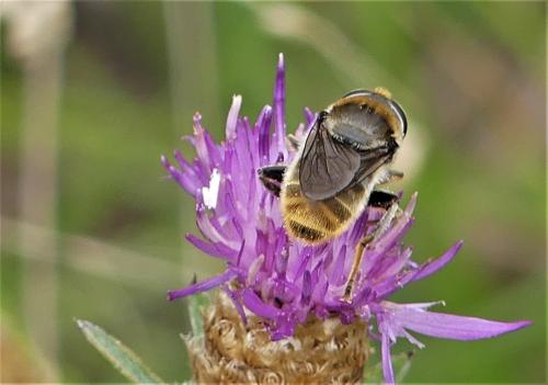 Merodon sp.