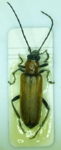 Anogcodes melanurus