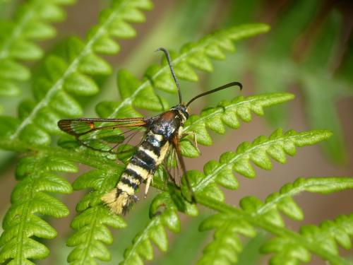Synanthedon vespiformis