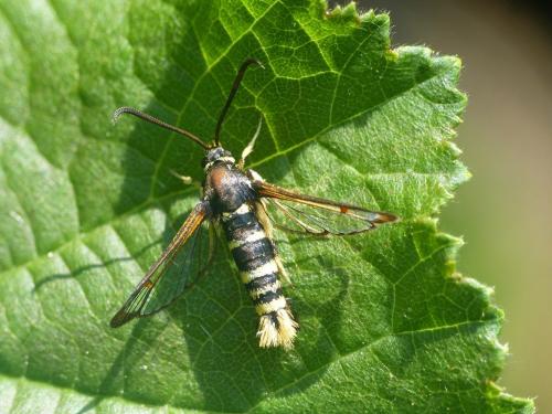 Synanthedon vespiformis