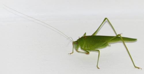 Phaneroptera nana