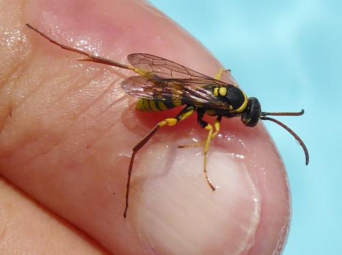 Ceropales bipartita flava