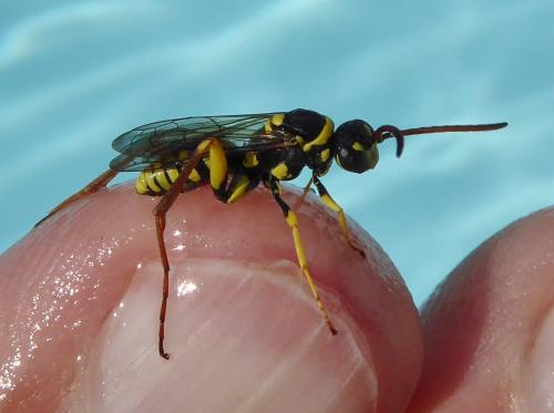 Ceropales bipartita flava