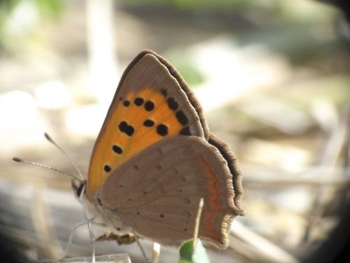 Lycaena phlaeas