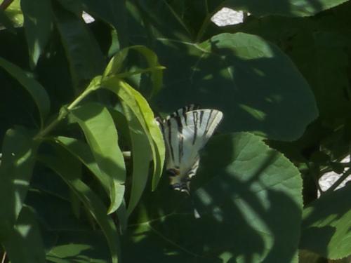 Iphiclides podalirius