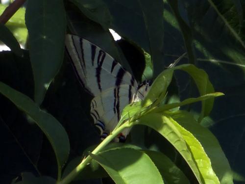 Iphiclides podalirius