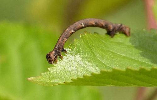 Réf. 237 776 : Agriopis sp.