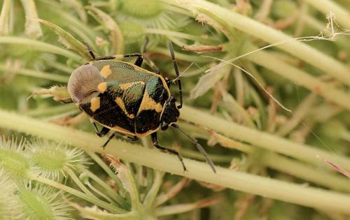 Eurydema oleracea