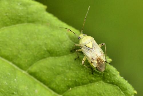 Lygus sp.