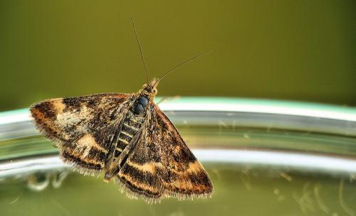 Pyrausta despicata