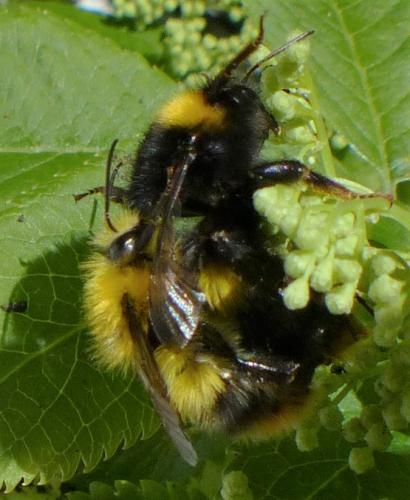 Réf. 237 756 : Bombus pratorum