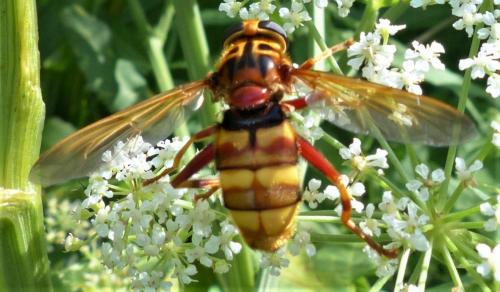 Réf. 237 003 : Milesia crabroniformis